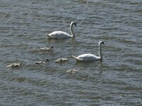 Cygnus olor 64, Knobbelzwaan, Saxifraga-Willem van Kruijsbergen