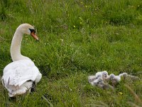 Knobbelzwaan  knobbelzwaan met jongen : Cygnus olor