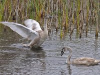 Knobbelzwaan 01 #45601 : Cygnus olor, Mute Swan, Knobbelzwaan, juveniel