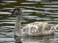 Knobbelzwaan 01 #15886 : Cygnus olor, Mute Swan, Knobbelzwaan, juveniel