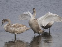 Knobbelzwaan #45785 : Cygnus olor, Mute Swan, Knobbelzwaan, juveniel