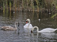 Knobbelzwaan 01 #45612 : Cygnus olor, Mute Swan, Knobbelzwaan, adulten en juveniel