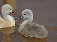 Knobbelzwaan #47927 : Knobbelzwaan, Cygnus olor, Mute Swan