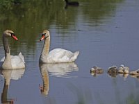 Knobbelzwaan #47923 : Knobbelzwaan, Cygnus olor, Mute Swan