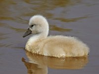 Knobbelzwaan #47926 : Knobbelzwaan, Cygnus olor, Mute Swan