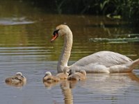 Knobbelzwaan #47921 : Knobbelzwaan, Cygnus olor, Mute Swan