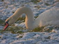 Knobbelzwaan  Knobbelzwaan in besneeuwd weiland : Cygnus olor