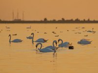 Orange Light Swans  Swans and other Waterfowl under Orange Light during Sunset over IJsselmeer, the Netherlands : Netherlands, animal, background, beautiful, beauty, bird, birds, calm, dutch, environment, fauna, floating, geese, grace, holland, horizon, ijsselmeer, lake, landscape, landscapes, life, love, lovely, mirror, morning, mute, nature, orange, paradise, peace, peaceful, reflection, river, romance, sky, summer, sunrise, sunset, swan, swim, symbol, tranquil, tranquility, wallpaper, water, waterfowl, white, wild, wildlife, wings, yellow