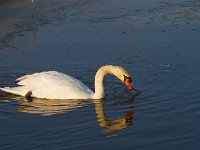 Knobbelzwaan  Knobbelzwaam in het Veluwemeer : Cygnus olor