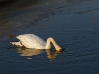 Knobbelzwaan  Knobbelzwaam in het Veluwemeer : Cygnus olor