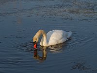 Knobbelzwaan  Knobbelzwaam in het Veluwemeer : Cygnus olor