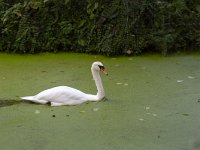 Mute swan (Cygnus cygnus) swimming in ditch covered with duckweed  Mute swan (Cygnus cygnus) swimming in ditch covered with duckweed : Mute swan, swan, white, wildlife, bird, waterbird, fauna, avifauna, nature, natural, nobody, no people, wildfowl, waterfowl, cygnus cygnus, cygnus, ditch, water, duckweed, green, outside, outdoor, summer, summertime, fall, autumn, swim, swimming