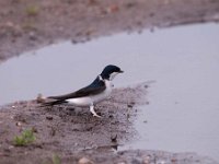 Delichon urbica 21, Huiszwaluw, Saxifraga-Luuk Vermeer