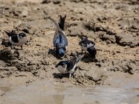 Delichon urbica 29, Huiszwaluw, adult, Saxifraga-Theo Verstrael