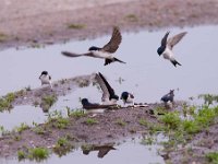 Delichon urbica 33, Huiszwaluw, Saxifraga-Luuk Vermeer