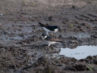 Delichon urbica 52, Huiszwaluw, Saxifraga-Luuk Vermeer