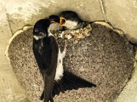 Delichon urbica 60, Huiszwaluw, adult and nestlings, Saxifraga-Theo Verstrael