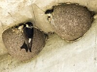 Delichon urbica 61, Huiszwaluw, adult and nestlings, Saxifraga-Theo Verstrael