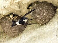 Delichon urbica 62, Huiszwaluw, adult and nestlings, Saxifraga-Theo Verstrael