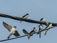 Delichon urbica 64, Huiszwaluw, adult, Saxifraga-Theo Verstrael