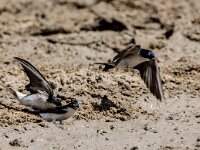 Delichon urbica 66, Huiszwaluw, adult, Saxifraga-Theo Verstrael