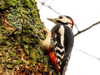 Dendrocopos major 190, Grote bonte specht, Saxifraga-Bart Vastenhouw