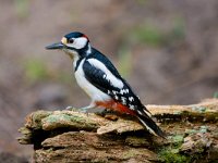 grote bonte specht  grote bonte specht in de Haspel : lDendrocopus major