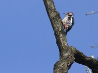 Dendrocoptes medius 14, Middelste bonte specht, Saxifraga-Mark Zekhuis