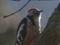 Dendrocoptes medius 21, Middelste bonte specht, Saxifraga-Mark Zekhuis