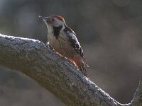 Dendrocoptes medius 23, Middelste bonte specht, Saxifraga-Mark Zekhuis