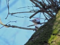 Dendrocoptes medius 25, Middelste bonte specht, Saxifraga-Hans Dekker