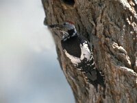 Dendrocoptes medius 3, Middelste bonte specht, Saxifraga-Arie de Knijff
