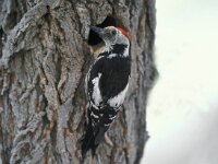 Dendrocoptes medius 4, Middelste bonte specht, Saxifraga-Arie de Knijff