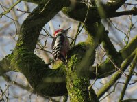 Dendrocoptes medius 6, Middelste bonte specht, Saxifraga-Henk Sierdsema