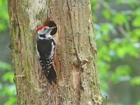 Dendrocoptes medius 64, Middelste bonte specht, Saxifraga-Mark Zekhuis
