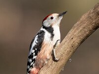 Dendrocoptes medius 65, Middelste bonte specht, Saxifraga-Luc Hoogenstein : middelste bonte specht
