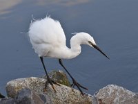 Egretta garzetta 118, Kleine zilverreiger, Saxifraga-Luuk Vermeer