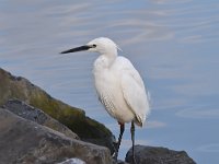 Egretta garzetta 121, Kleine zilverreiger, Saxifraga-Luuk Vermeer