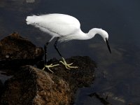 Egretta garzetta 124, Kleine zilverreiger, Saxifraga-Ed Stikvoort