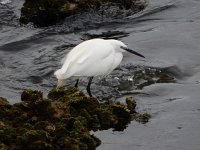 Egretta garzetta 126, Kleine zilverreiger, Saxifraga-Ed Stikvoort