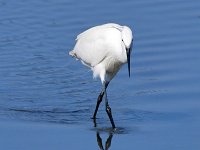 Egretta garzetta 134, Kleine zilverreiger, Saxifraga-Tom Heijnen