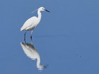 Egretta garzetta 135, Kleine zilverreiger, Saxifraga-Tom Heijnen