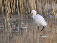 Egretta garzetta 136, Kleine zilverreiger, Saxifraga-Tom Heijnen