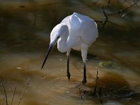 Egretta garzetta 137, Kleine zilverreiger, Saxifraga-Tom Heijnen