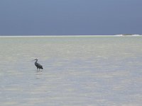 Egretta gularis 1, Westelijke rifreiger, Saxifraga-Rob Felix : Animalia, Aves, Chordata, animal, bird, dier, dieren, gewervelde dieren, vertebraat, vertebrate, vogel, vogels