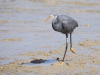 Egretta gularis 10, Westelijke rifreiger, Saxifraga-Tom Heijnen