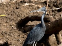 Egretta gularis 2, Westelijke Rifreiger, Saxifraga-Bart Vastenhouw