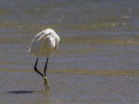 Egretta gularis 3, Westelijke rifreiger, Saxifraga-Dirk Hilbers