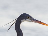 Egretta gularis 6, Westelijke rifreiger, Saxifraga-Dirk Hilbers