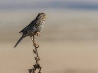 Emberiza calandra 26, Grauwe gors, adult, Saxifraga-Theo Verstrael